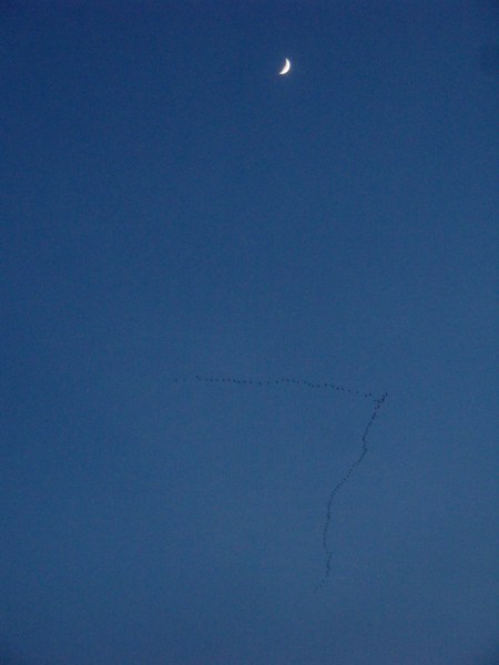 Luna madrileña y migración de aves.